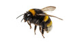 © Natalia - Isolated bumblebee in flight, side view – a cute insect with furry body, flying in warm weather