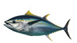 © Natalia - Isolated Bigeye Tuna fish with blue and silver skin and yellow fins isolated on background