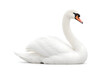 © Minhas - Elegant White Swan Swimming Gracefully Isolated on White Background