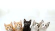 © Yuliia - Adorable group of five young kittens sitting together on white background, featuring orange tabby, black, and mixed breed cats for pet adoption campaigns.