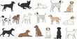 © MdNazmul - Dog breeds vector set with various canine characters in different poses including sitting, standing and lying dogs in flat cartoon illustration style isolated on white background