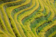 © Connect Images - Vibrant green and yellow terraced rice fields create striking patterns in the lush landscape. Longji (Longsheng) Rice Terraces, Longsheng, China