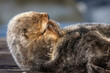 © Connect Images - Close-up of a sea otter resting on its back on a wooden surface. Seward, Alaska, USA