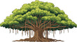 © MSTRAZINA - Detailed vector illustration of a large Banyan tree featuring a lush green canopy and intricate aerial prop roots.