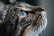 © juliars - Close up of a tabby cat looking upwards, highlighting its vibrant blue eye and delicate whiskers