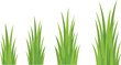 © Sharon  - Tall green grass growth stages illustration showing natural plant development from short blades to dense mature grass for landscaping, gardening, nature backgrounds, and ecology design