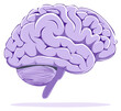 © Анатолій Трачук - Illustrated brain anatomy in purple with a white background