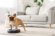 © Pixel-Shot - Cute french bulldog standing on robot vacuum cleaner at home