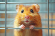 © Chatchaa - A close-up of a cute, golden hamster peering through the bars of its cage, showcasing its expressive eyes and whiskers.