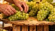 © ibhonk - Harvester's hands examining freshly picked clusters of green table grapes resting on a rustic wooden plank surface outdoors.