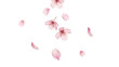 © nao - 舞い落ちる桜の花びら、透過背景、 情緒ある春の背景