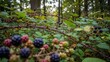 © photoplotnikov - Blackberries on thorny vines in lush forest underbrush with foliage and trees in background