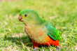 © Austockphoto - The Australian king parrot (Alisterus scapularis), a species of parrot common in eastern Australia
