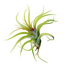 Epiphyten Pflanzen Kostenloses Stock Bild - Public Domain Pictures
