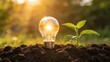 © Scott - Light bulb and plant in soil