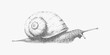 © TulenMalen - Crawling snail drawing with textured shell, stipple shading, soft paper grain, vintage ink lines and halftone dust on a quiet natural background.
