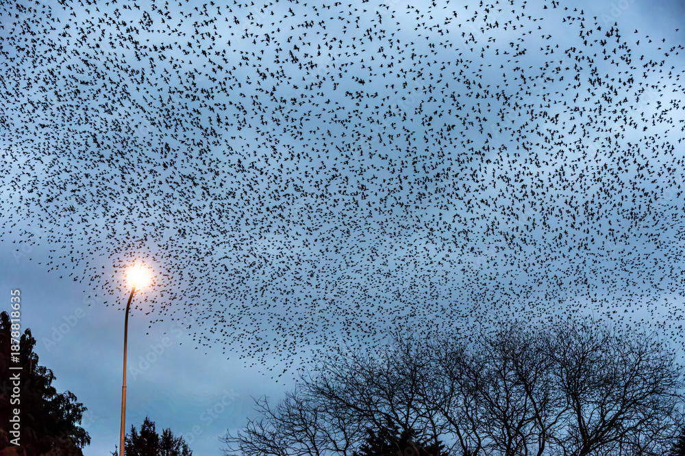 Starling Murmuration Over the Vale of Glamorgan Countryside at Dusk
