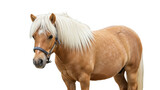 Isolated Palomino pony with a blonde mane looks towards left in studio setting for product design