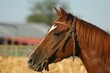 © Prime Pixels - Side profile portrait of a chestnut quarter horse wearing a western bridle in a sunny outdoor arena