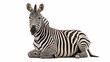© NETI - A zebra with striking black and white stripes is lying down and looking forward on a clean white background.