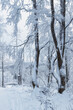 © e_polischuk - Beautiful winter forest covered with thick layer of snow, wintertime outdoor background