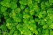 © Saddha Visual - Top view of fresh green mint leaves texture background.