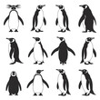 © Sharifan - Penguin Wildlife Photos and Cartoon Character Illustrations Set Cute Antarctic Bird Graphics and Black White Silhouettes