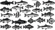 © Sahidul - Fish illustration collection, detailed aquatic animal set, vintage engraved fish graphics, freshwater and marine species, black and white vector artwork