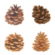 © iv.rymm - Cartoon open fir cone set. Vector hand drawn illustration isolated on white background.