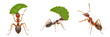 © KinggOlat - Set and collection of Leafcutter Ants carrying green leaf isolated on white transparent PNG background