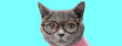 © Viorel Sima - Smart british shorthair cat wearing glasses and pink sweater