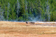 © finkandreas - Braunbär in Yellowstone