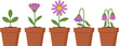 © TRY TO GET MUNNA - Vector illustration showing the complete life cycle of a purple daisy flower in terracotta pots from healthy green leaves to full bloom and final wilting stages.