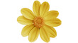 © dnaim - Yellow Flower with Orange Center bloom blossom isolated on a transparent background