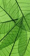 © vadosloginov - Close Up Green Leaf Veins Abstract