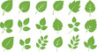 © SREE - green leaf collection, botanical foliage set, natural plant illustrations, eco greenery icons, organic leaf vector pack, environmental design elements