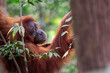 © prelevicm - Orangutan resting in branches of trees in tropical forest during daytime in Southeast Asia