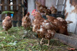 © Azulblue - Brown hens foraging in free range poultry farm