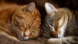 © Babb - Two adorable cats sleeping peacefully together
