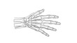 © VectoCard - Detailed illustration of human hand bones and tendons