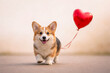 © Nargiz - photo of a corgi walking forward with a red heart balloon trailing behind, playful composition and warm tones expressing joy, charm, and affection, ideal for valentine’s day marketing, pet product ads