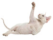 © DigitalDreamScapes - Playful light pink sphynx cat lying on back reaching paw up with curiosity and joy while isolated on transparency background looking cute funny and happy with hairless skin texture