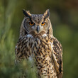 © ProArt Studios - Majestic Male Eurasian Eagle Owl with Orange Eyes Staring from Lush Green Forest, Symbolizing Freedom and Vigilance