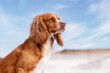 © Dyrefotografi.dk - Portrait of a dog