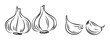 © Maestro - Simple line drawing of fresh garlic bulbs and separated cloves perfect for culinary themes, cooking blogs, restaurant menus, or healthy food illustrations.