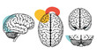 © Alton - Anatomical sketches of the human brain from various perspectives including side, top, and front views with highlighted regions.