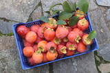 persimmon cut from the tree in the box. fresh kaki