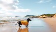 © uumm - オレンジ色の服を着たダックスフントが海辺で遊ぶコピースペースイメージ / Cute dachshund in orange outfit playing by the seaside with copy space