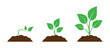 © Sorifa - Plant Growth Stages From Seedling To Mature Plant Showing Time Lapse And Progress Of Lifecycle Symbolizing Development Cultivation And Nurturing