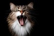 © pavlofox - Cat yawns wide in dark background during late evening